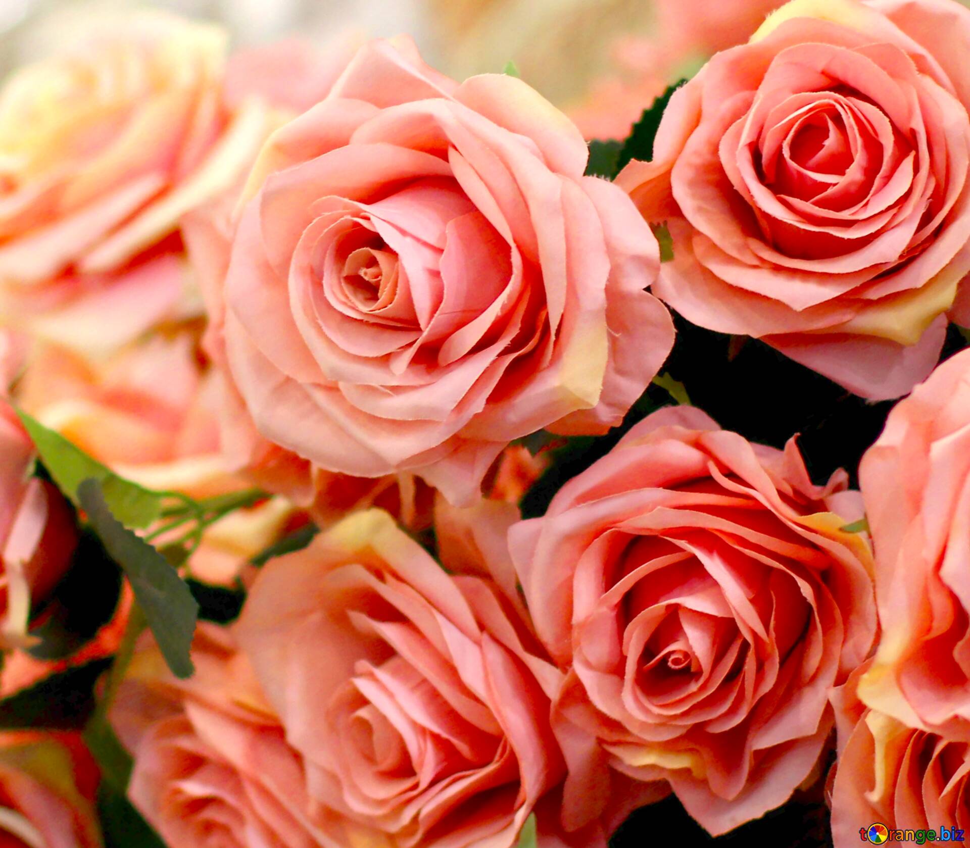 image profile picture flower trade 21151