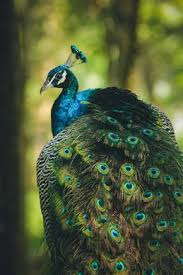 peacockprofilepic